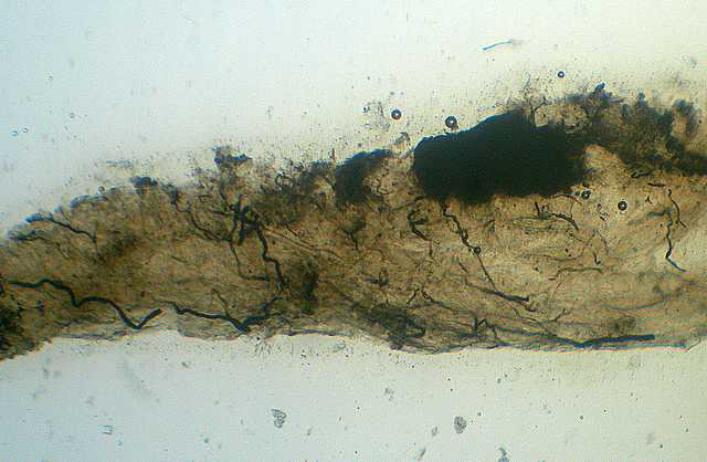 Hydropus atramentosus     (Kalchbr.)    Kotl. & Pouzar